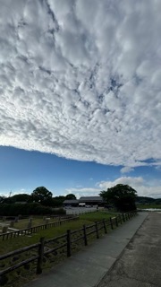 「ノー」を愛するプロジェクト？