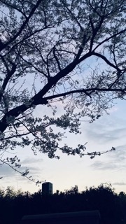 どおりで
